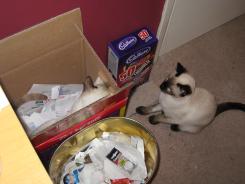 more kittens